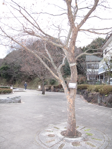 四季の森公園-14