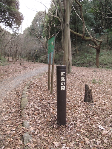 四季の森公園3日目-31