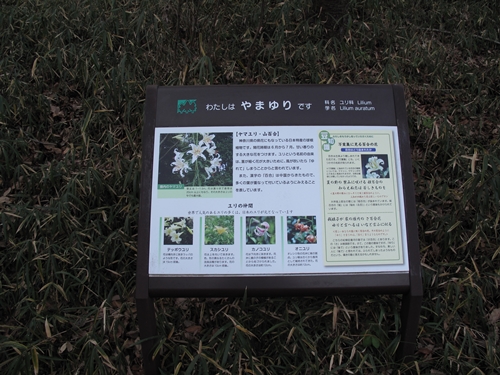 四季の森公園3日目-41