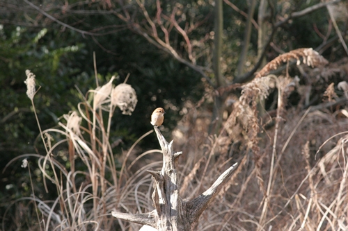 新治市民の森-40