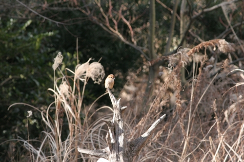新治市民の森-41