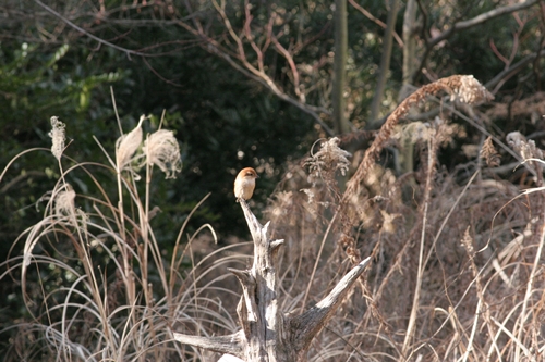 新治市民の森-42