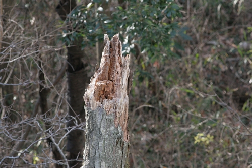 新治市民の森-45