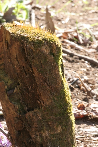 新治市民の森-52