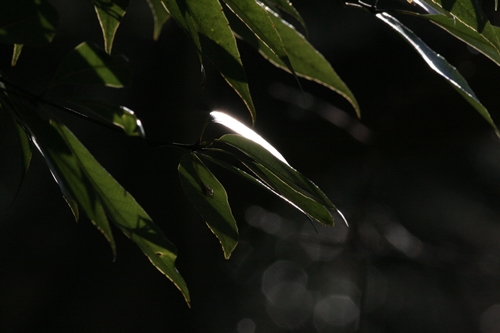 新治市民の森-57