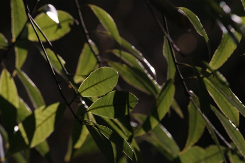 新治市民の森-58