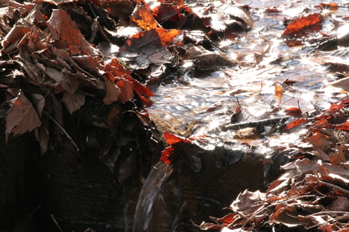 新治市民の森-59