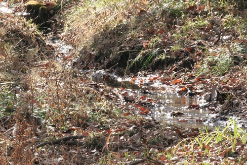 新治市民の森-61