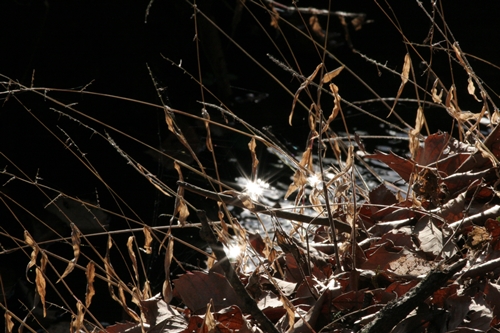 新治市民の森-62