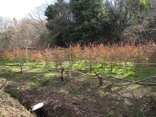 新治市民の森-04