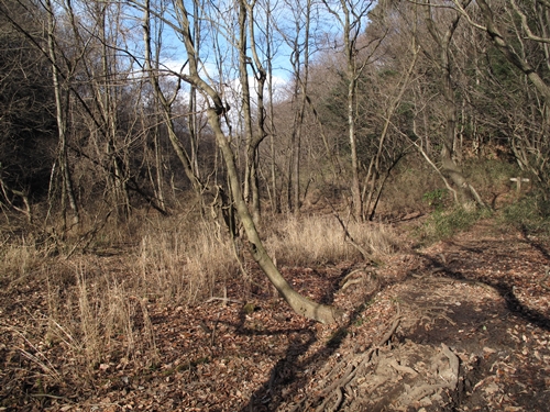 新治市民の森-11