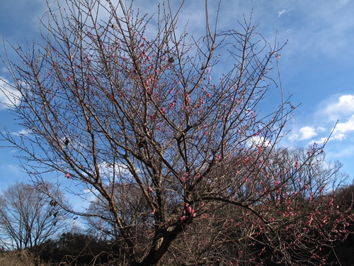 新治市民の森-17