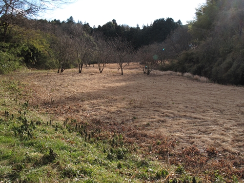 新治市民の森-18