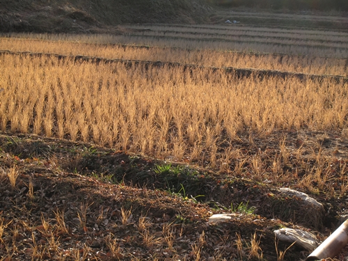 新治市民の森-29