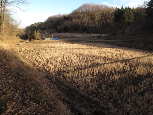 新治市民の森-31