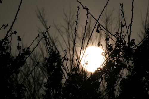 四季の森公園　桜01