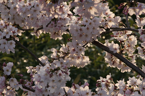 四季の森公園　桜02