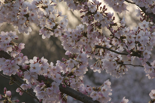 四季の森公園　桜03