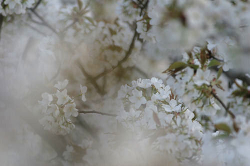 四季の森公園　桜04