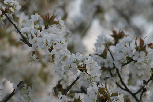 四季の森公園　桜05