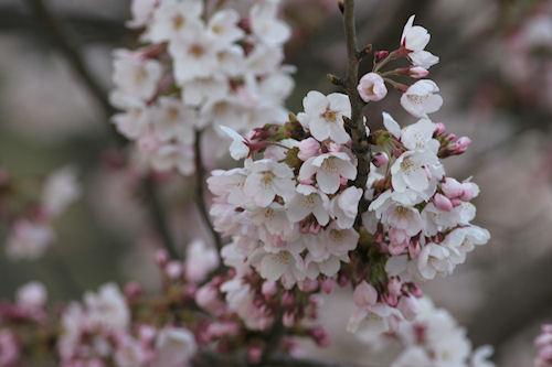 四季の森公園　桜06