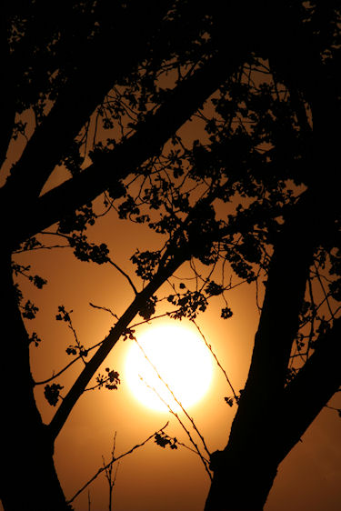 海軍道路　桜02