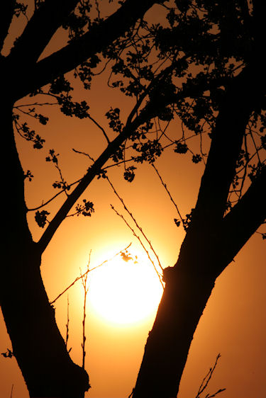 海軍道路　桜03