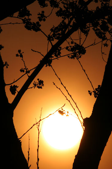 海軍道路　桜04