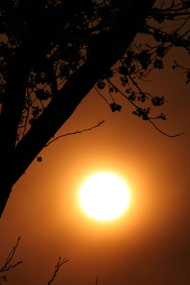 海軍道路　桜05