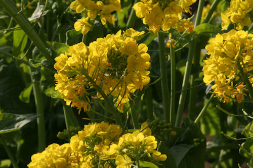 矢指市民の森02