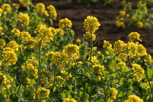 矢指市民の森05