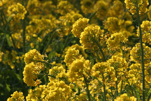 矢指市民の森06