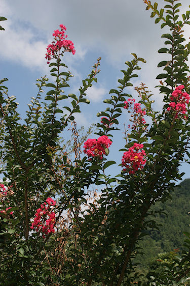 安佐サービスエリアより04