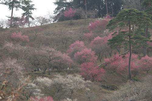 吉野梅郷02