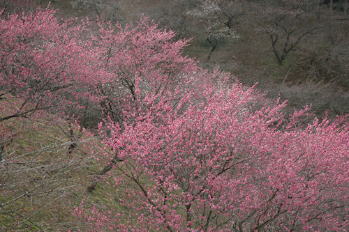 吉野梅郷09