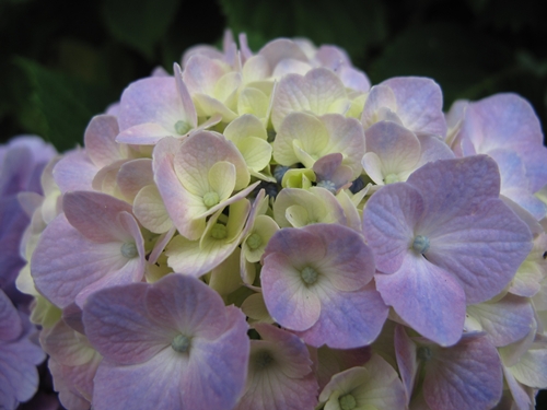 田貫湖湖畔　あじさい04