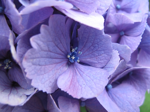 田貫湖湖畔　あじさい08