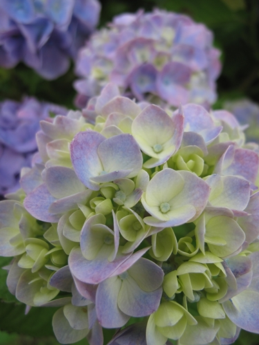 田貫湖湖畔　あじさい14