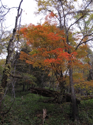日光17湯滝付近